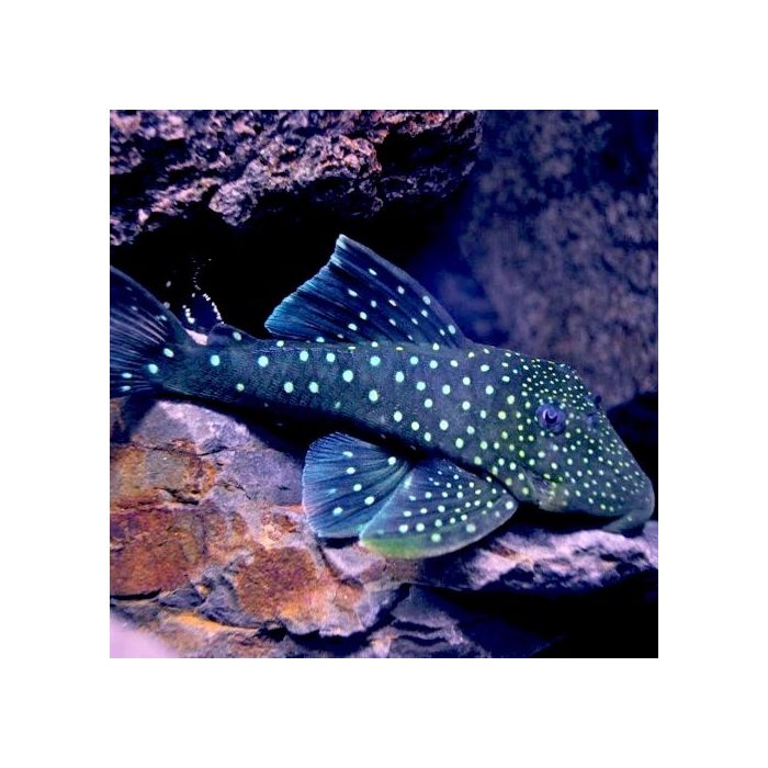 Ancistrinae Genibarbis L128