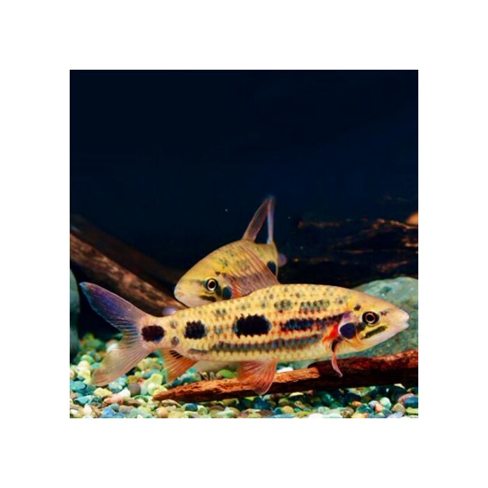 Leporinus Sp. Strawberry / Kopstaander