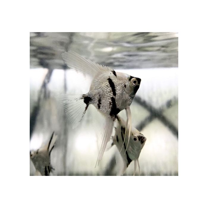 Pterophyllum Sc. Platinum High Fin