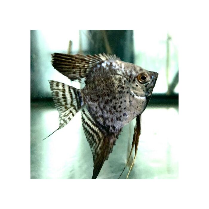 Pterophyllum scalare / Maanvis luipaard