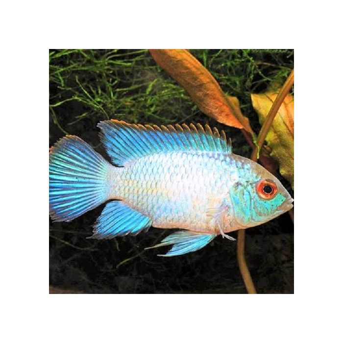 Nannacara Sp. Neon Blue