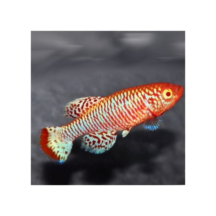 Nothobranchius Rachovii Albino