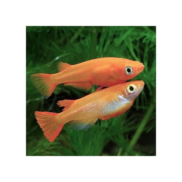 Oryzias Latipes Gold Medaka / Rijstvisje