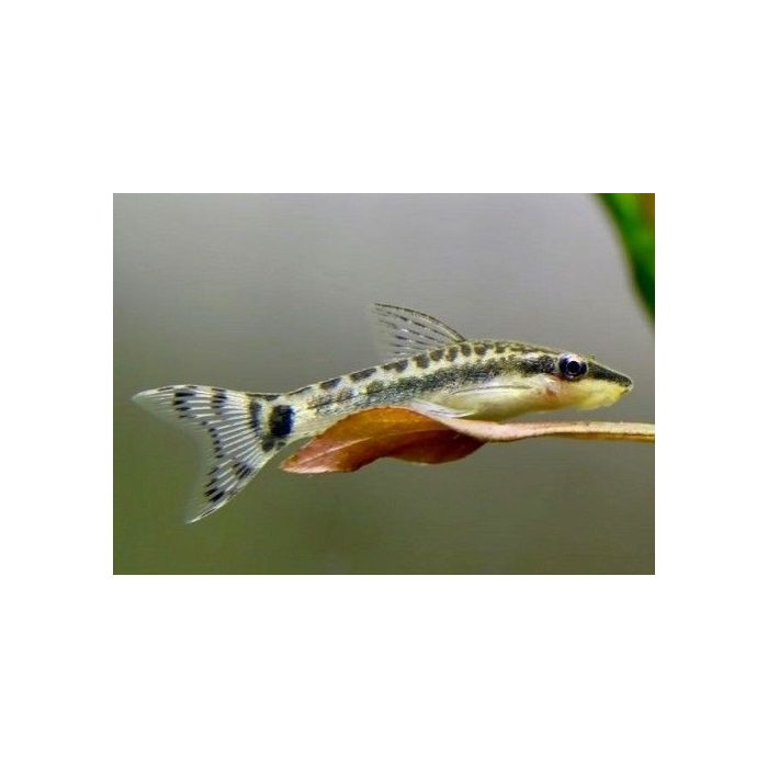 Otocinclus arnoldi Algeneter