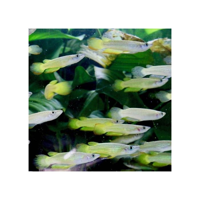 Aplocheilus Panchax Gold / Tandkarper goud