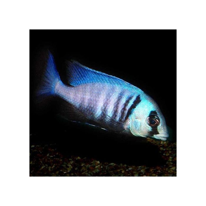 Haplochromis / Placidochromis Electra Malawi Cichlide