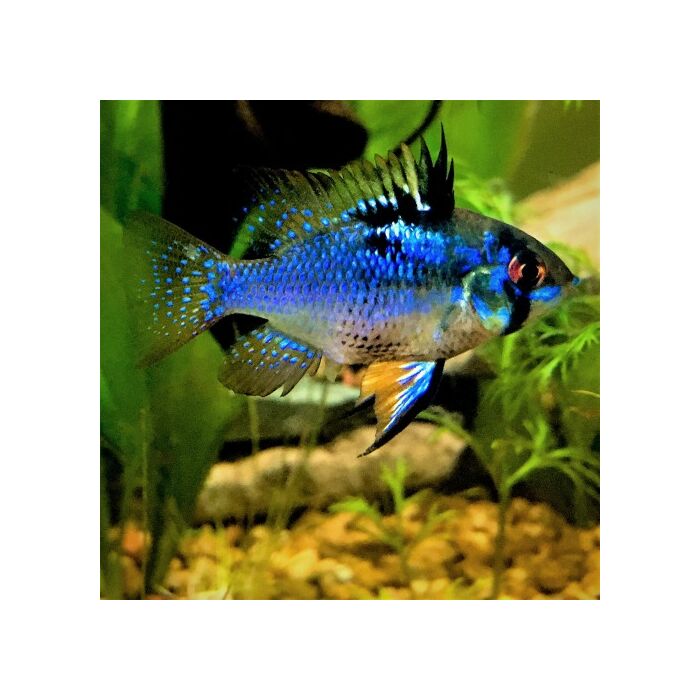 Microgeophagus Ramirezi Dark Blue