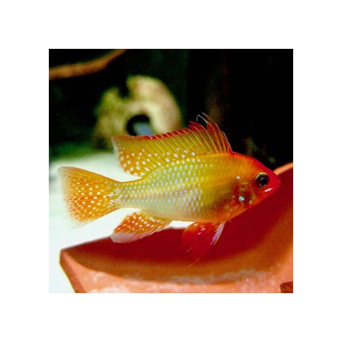 Microgeophagus Ramirezi Tangerine