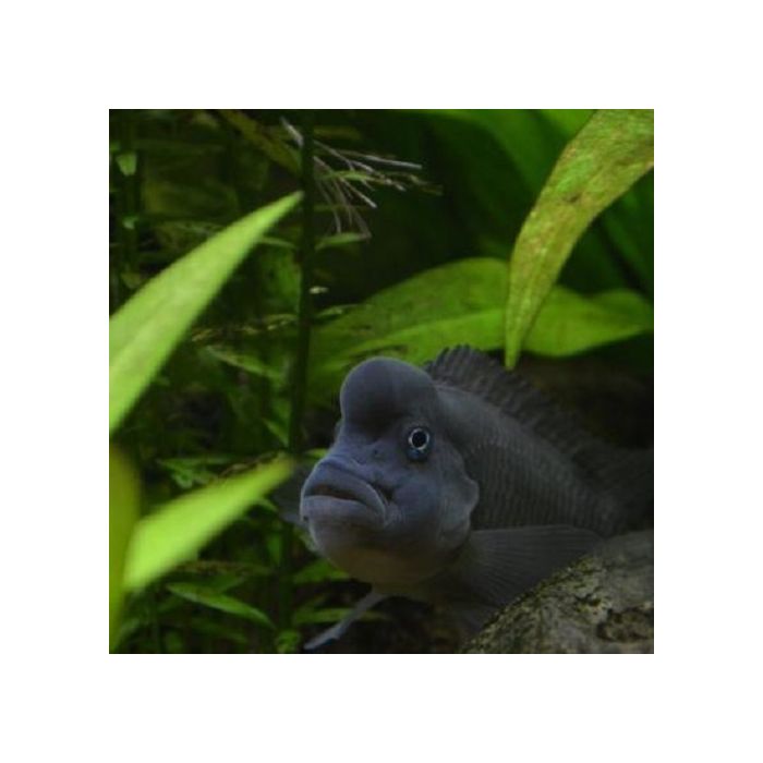 Steatocranus Casuarius Bultkop Cichlide Congo