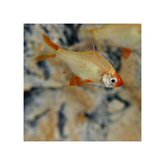 Barbus tetrazona platinum gold sumatraan