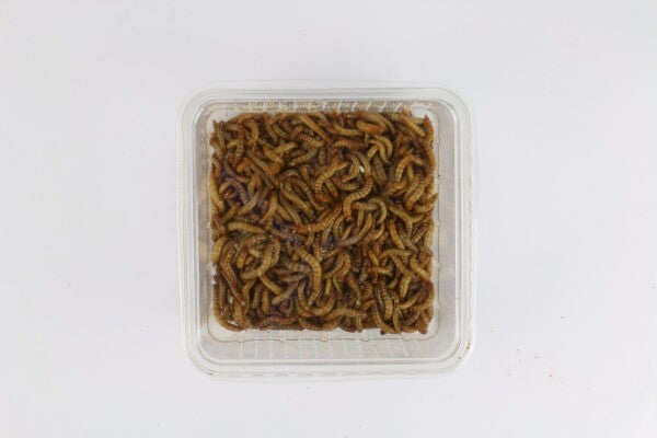 Meelwormen - Bakje 100gr