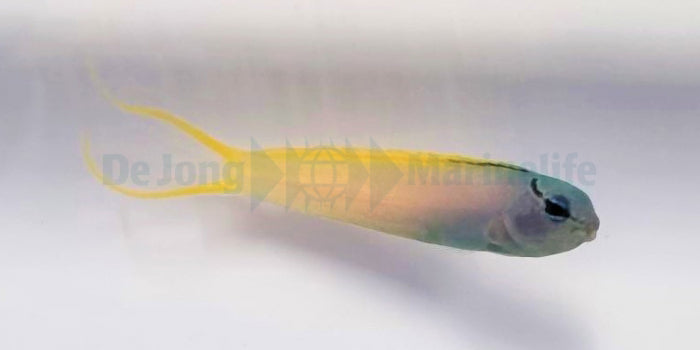 Meiacanthus atrodorsalis - Forktail blenny