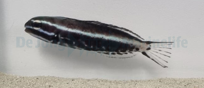 Meiacanthus kamoharai - Kamohara blenny