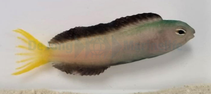 Meiacanthus mossambicus - Mozambique fangblenny