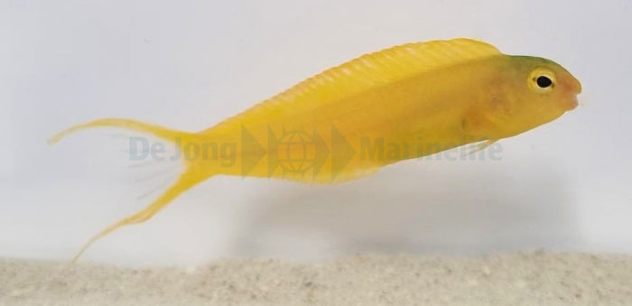 Meiacanthus oualensis (Fiji) - Canary fangblenny