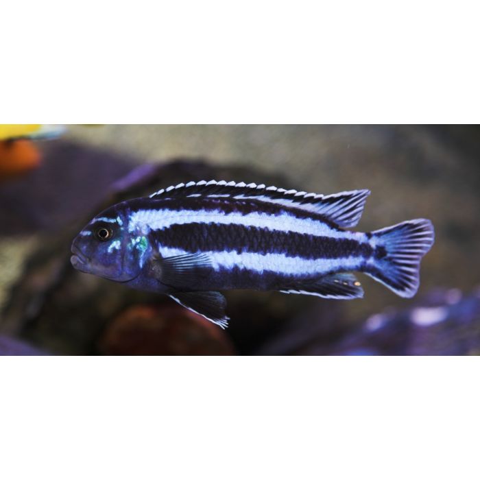 Melanochromis Cyaneorhabdos