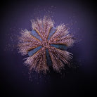 Mespilia globulus (Common) - Tuxedo Urchin (Common)