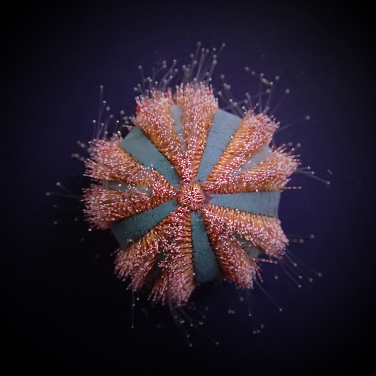 Mespilia globulus (Rood) - Tuxedo Urchin (Rood)