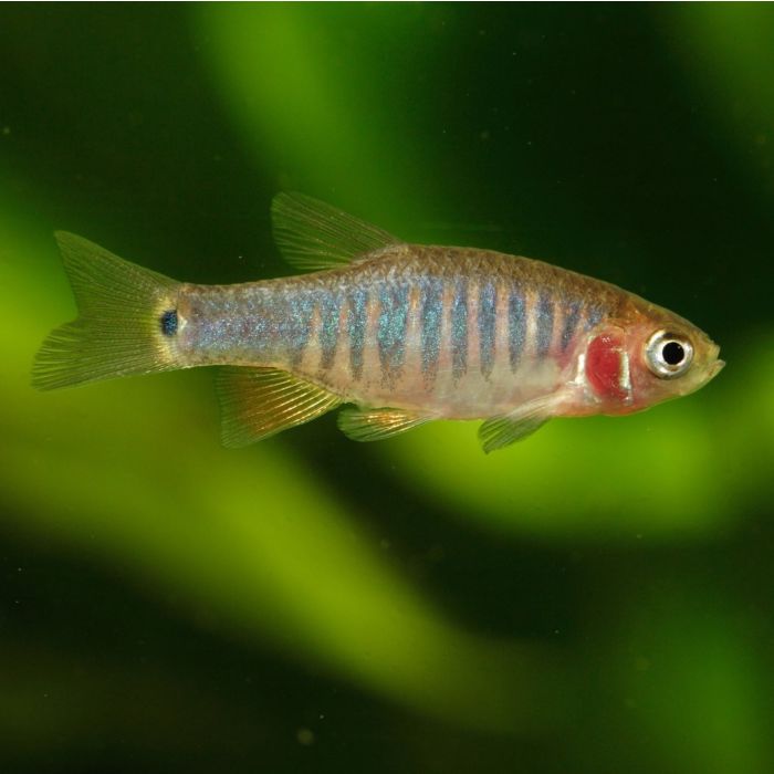 Microrasbora Erythromicron Emerald Rasbora