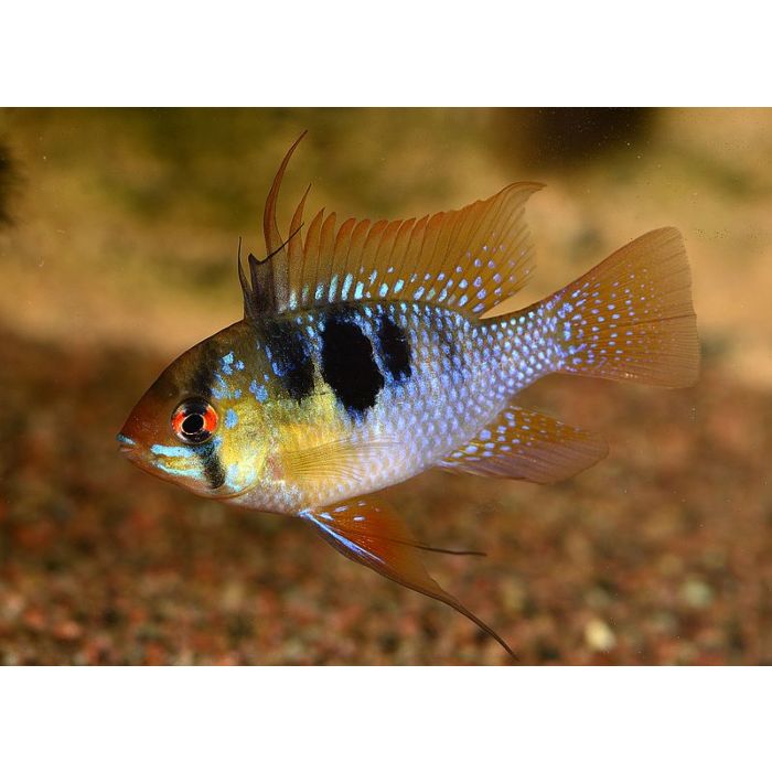 Microgeophagus Ramirezi