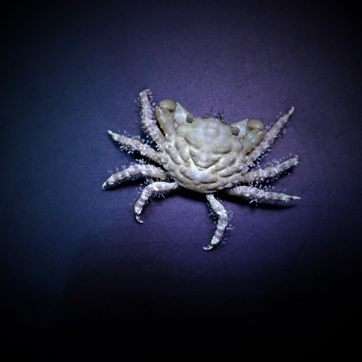 Mithrax sculptus - Emerald crab