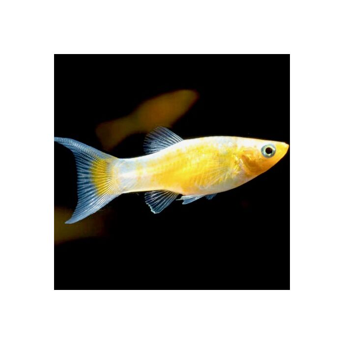 Poecilia Sphenops Golddust Molly