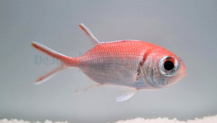 Myripristis jacobus - Jacobus Soldaatvis / Caribische Soldatenvis	