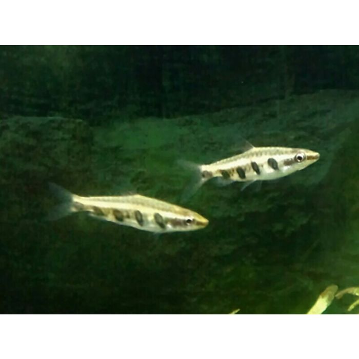 Nannostomus Espei / Vijfband Potloodvisje Guyana