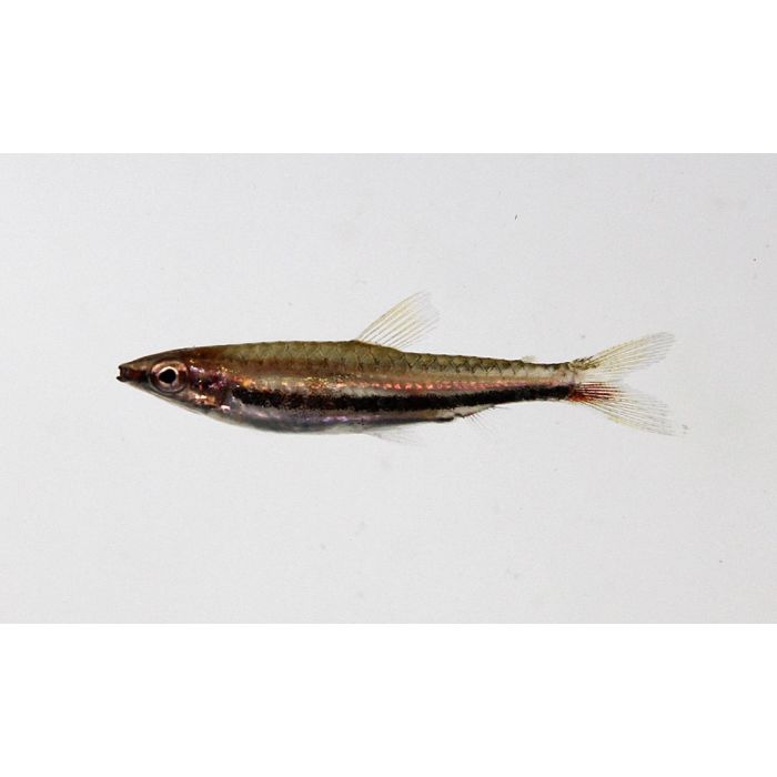 Nannostomus Marylinae / Bleistiftfisch Marylinae