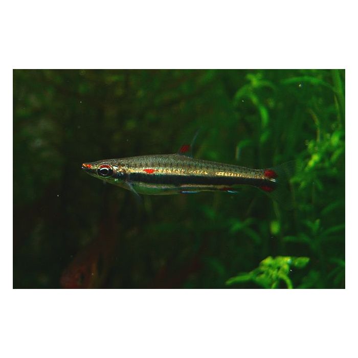 Nannostomus Trifasciatus / Dreibinden-Bleistiftfisch Brasilien