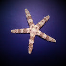 Nardoa spp. - Jewel starfish