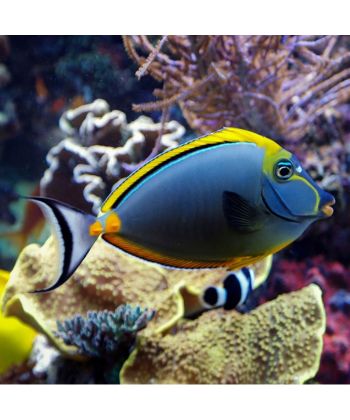 Naso elegans - Blonde Koekop Doktersvis