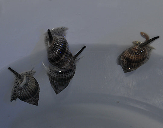 Nassarius vibex - Mudsnail