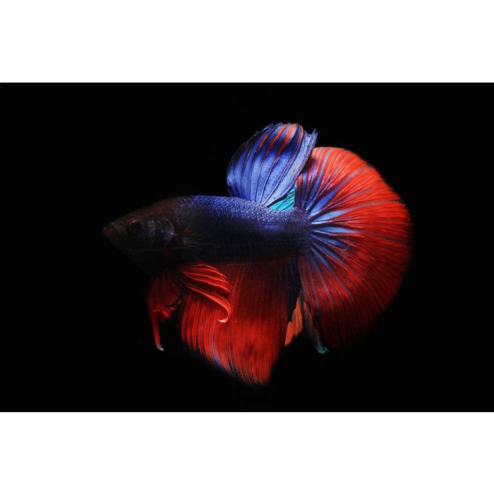 Betta Splendens Superdelta mixed colors