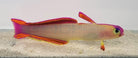 Nemateleotris decora - Elegant firefish