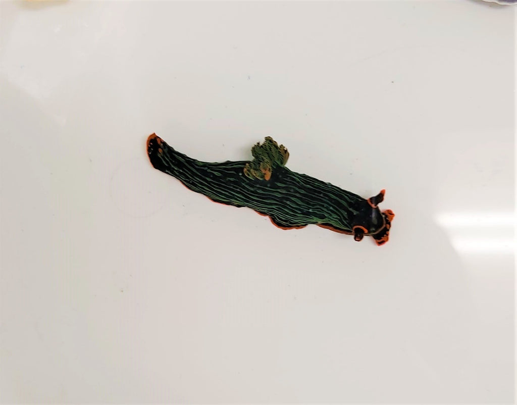 Nembrotha kubaryana - Dusky nembrotha