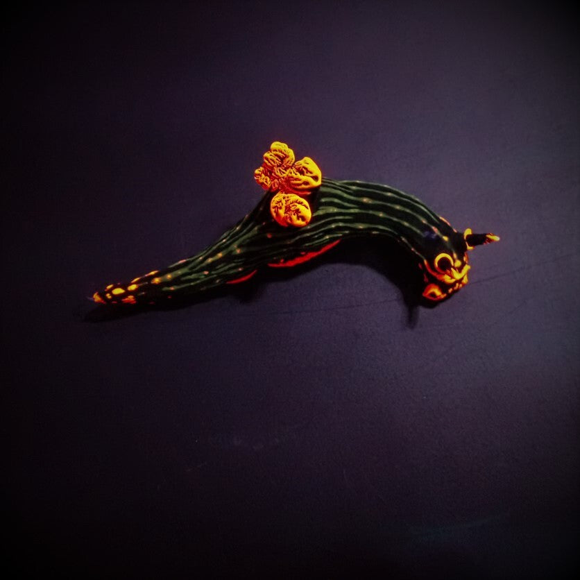 Nembrotha kubaryana - Dusky nembrotha