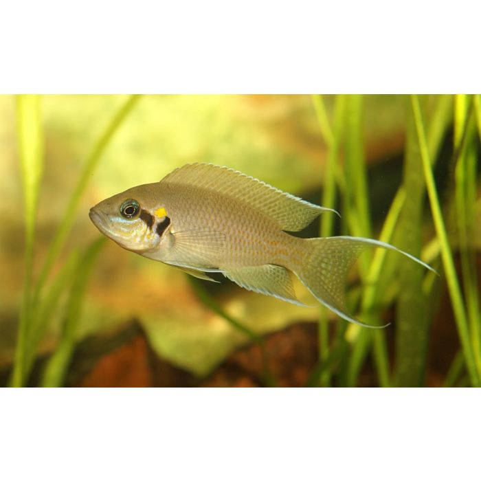 Lamp./Neolamprologus Brichardi