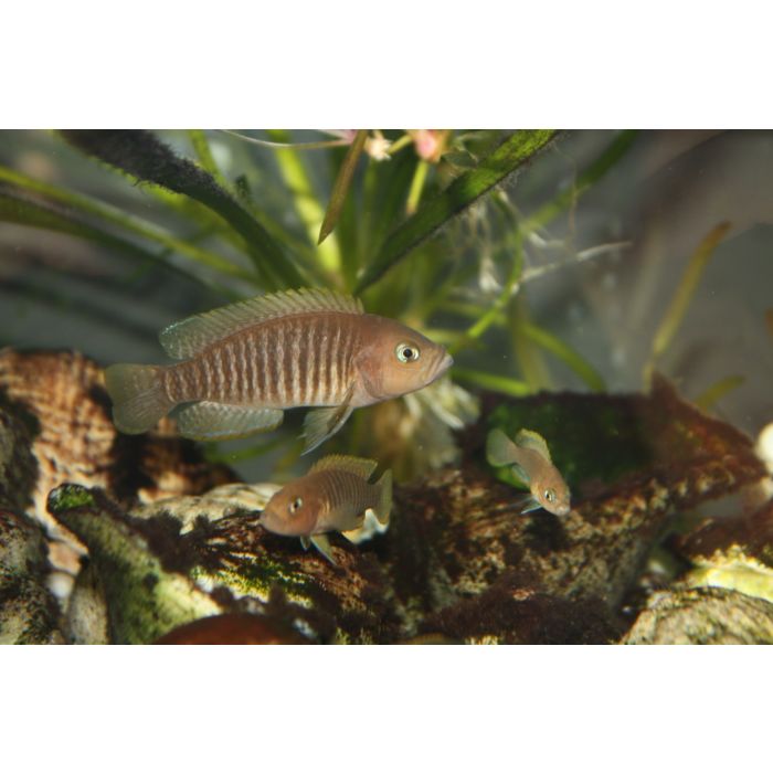 Lamp./Neolamprologus Multifasciatus