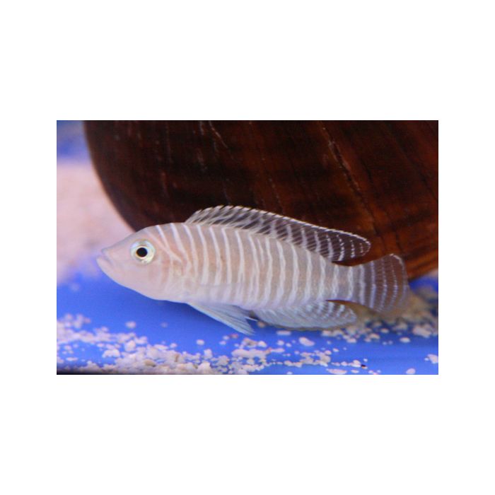 Lamp./Neolamprologus Similis