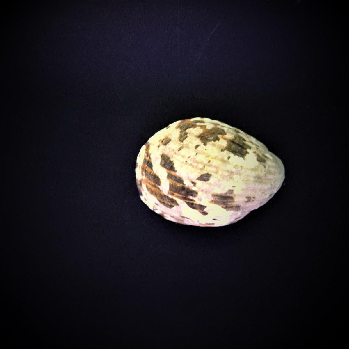 Nerita albicilla - Blotched nerite