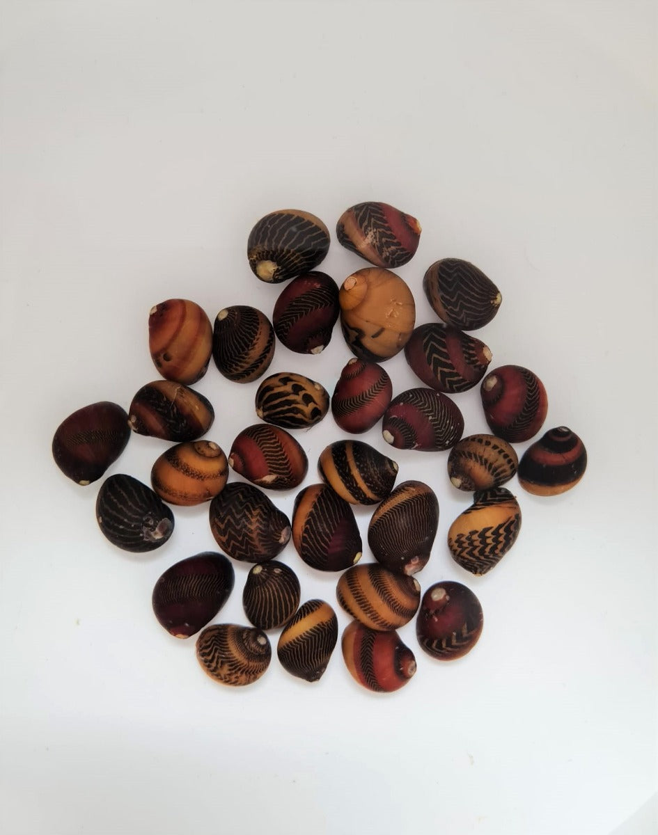 Neritina waigiensis - Red Nerite Snail