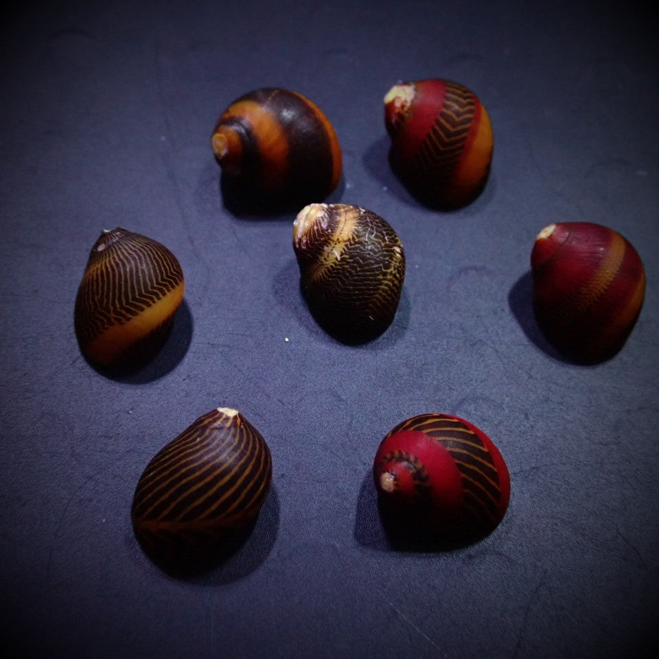 Neritina waigiensis - Red Nerite Snail