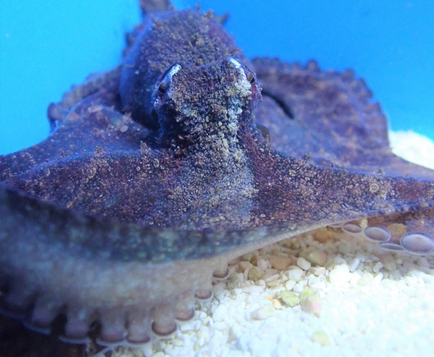 Octopus spp. - Reef Octopus