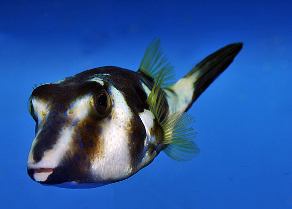 Omegophora cyanopunctata - Bluespotted toadfish