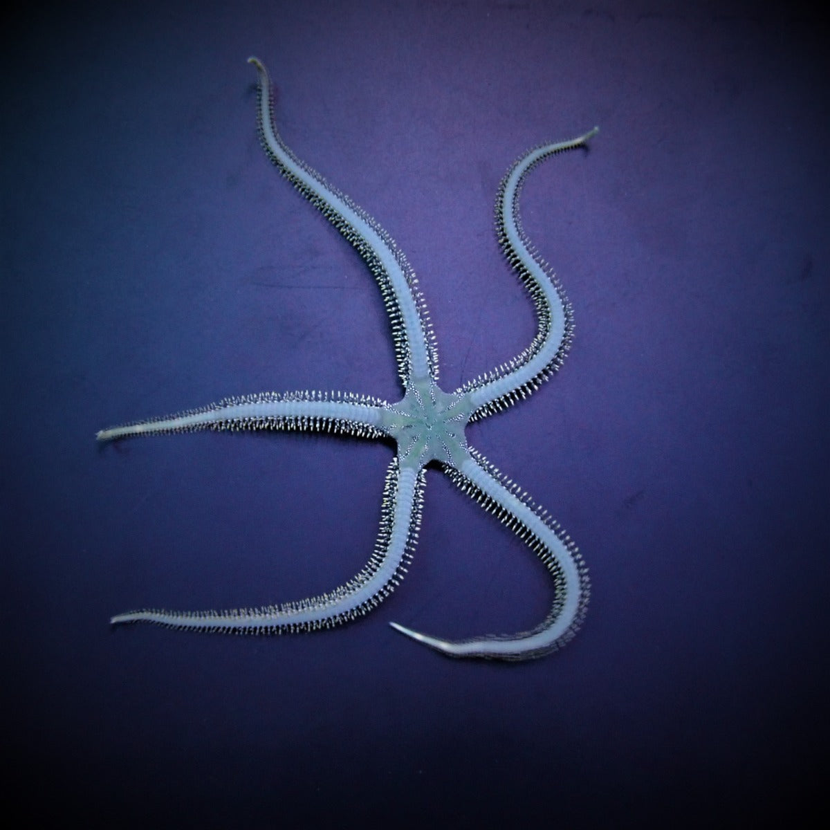 Ophiarachna incrassata - Green Brittle Star