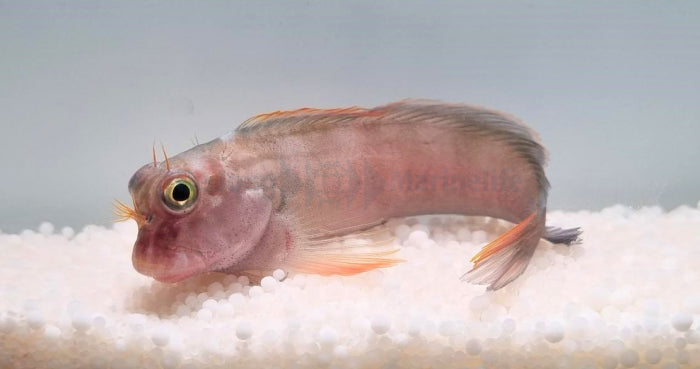Ophioblennius atlanticus - Redlip blenny