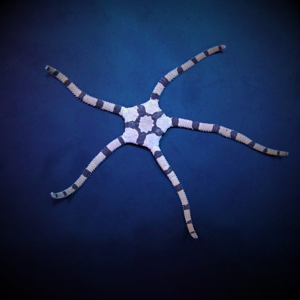 Ophiolepis superba - Banded brittlestar