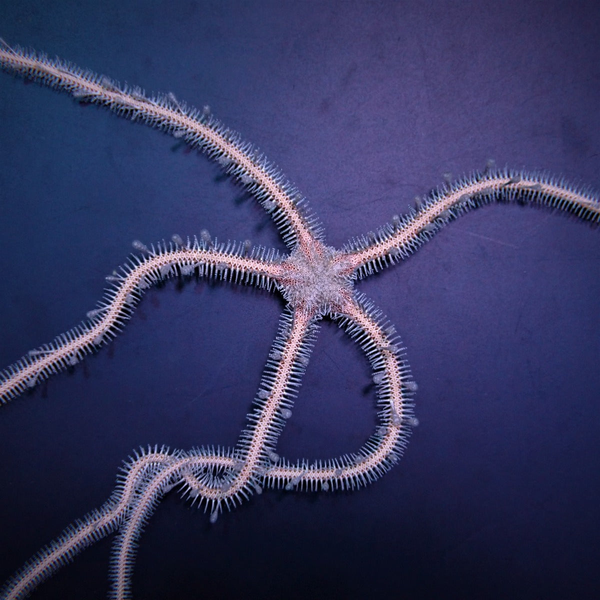 Ophiomastix annulosa - Brittle star