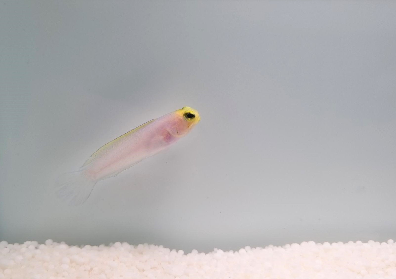 Opistognathus aurifrons - Geelkopkaakvis